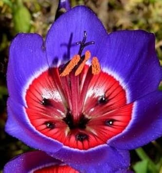 Flower Seeds, Seeds for Planting, Plant Seeds