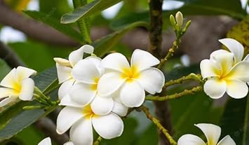 Flower Seeds, Seeds for Planting, Plant Seeds