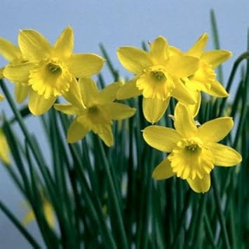 yellow light flower seeds