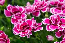 Rose Mix Dianthus Flower Seeds