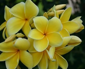 yellow light flower seeds