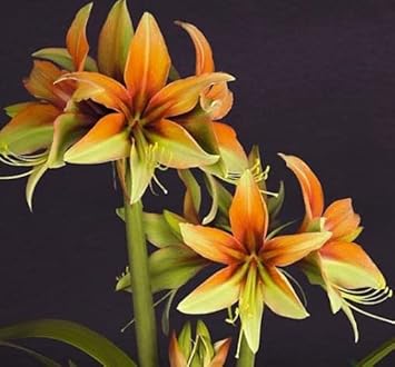 Flower Seeds, Seeds for Planting, Plant Seeds
