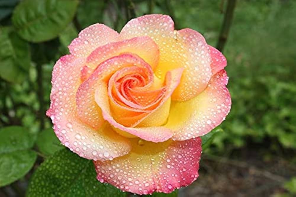 Yellow Pink Climbing Rose Flower Seeds for Planting - 100 pcs