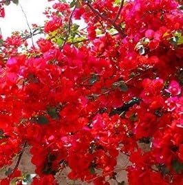 Flower Seeds, Seeds for Planting, Plant Seeds