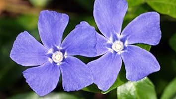 blue vinca flower seeds