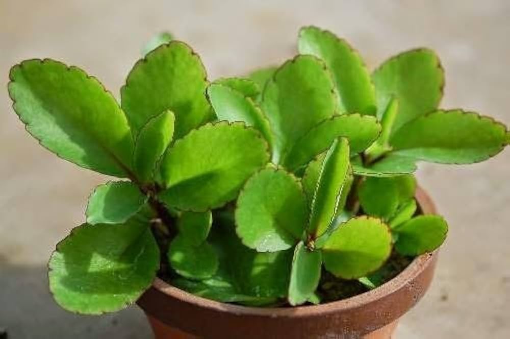 Bryophyllum Pinnatum Plant Seeds for Planting – 100 pcs