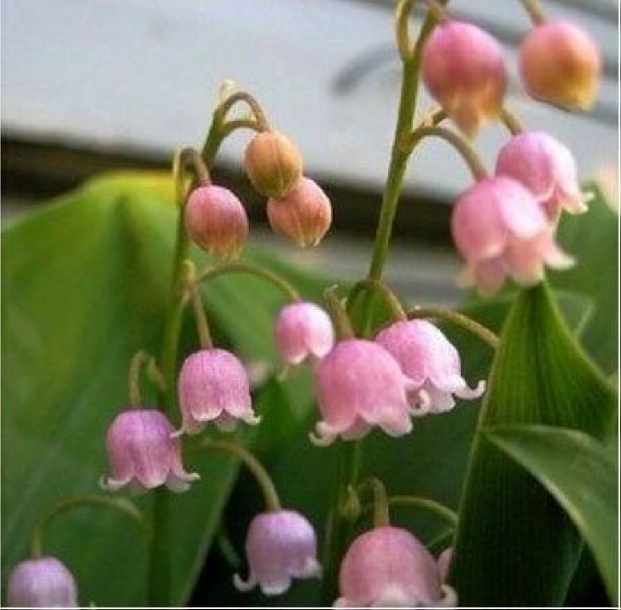 White Purple Bell Orchid Flower Seeds for Planting - 100 pcs