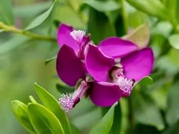 polygala myrtifolia flower seeds