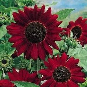 red dark flower seeds