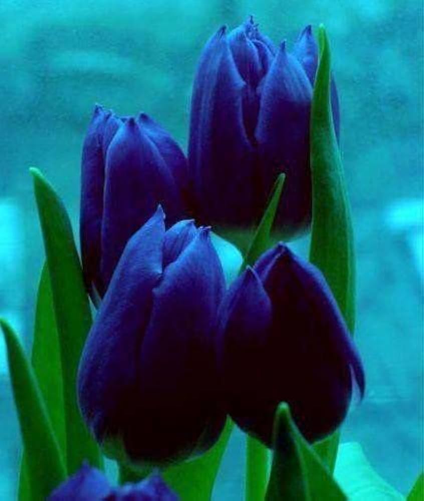 Deep Blue Tulip Flower Seeds - 100 pcs