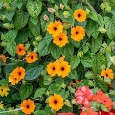 Flower Seeds, Seeds for Planting, Plant Seeds