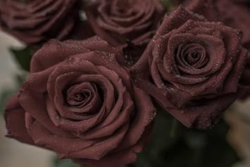 Flower Seeds, Seeds for Planting, Plant Seeds