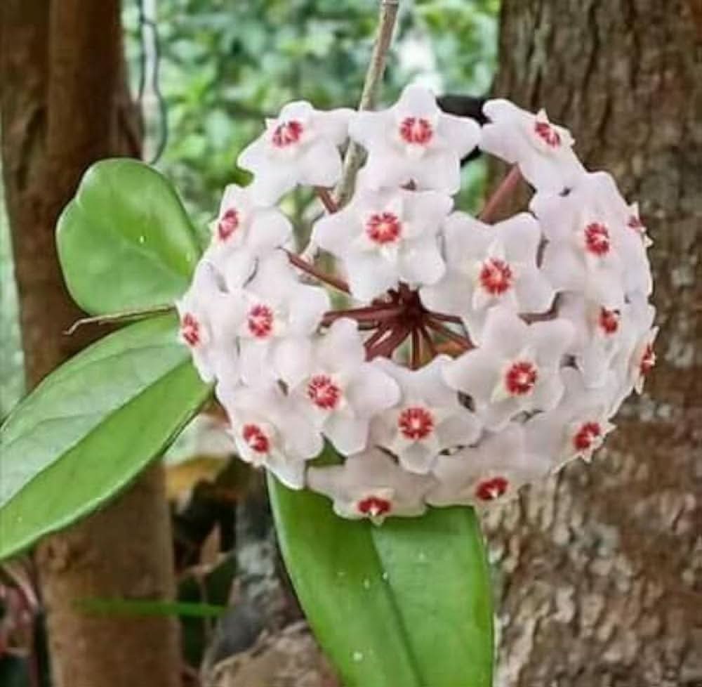 hoya hoya flower seeds
