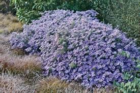 Flower Seeds, Seeds for Planting, Plant Seeds