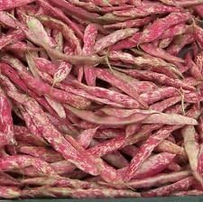 Red Bean Seeds for Planting