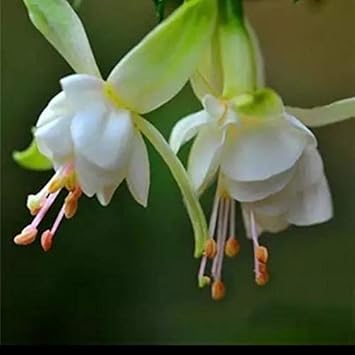 Light Green Fuchsia Seeds for Planting – Heirloom, Non-GMO, High Germi –  Neeraseeds