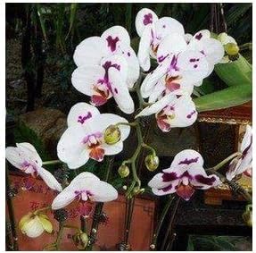 white purple flower seeds