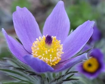 Flower Seeds, Seeds for Planting, Plant Seeds