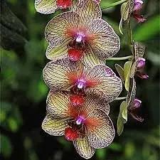 cymbidium orchid flower seeds