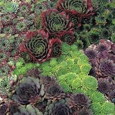organic sempervivum flower seeds