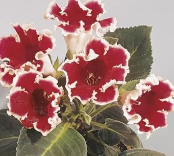 Flower Seeds, Seeds for Planting, Plant Seeds