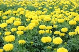 Flower Seeds, Seeds for Planting, Plant Seeds