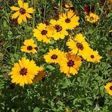 Flower Seeds, Seeds for Planting, Plant Seeds