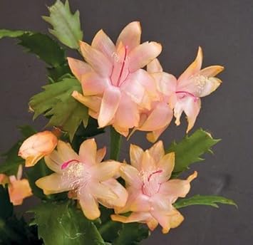 peach zygocactus flower seeds