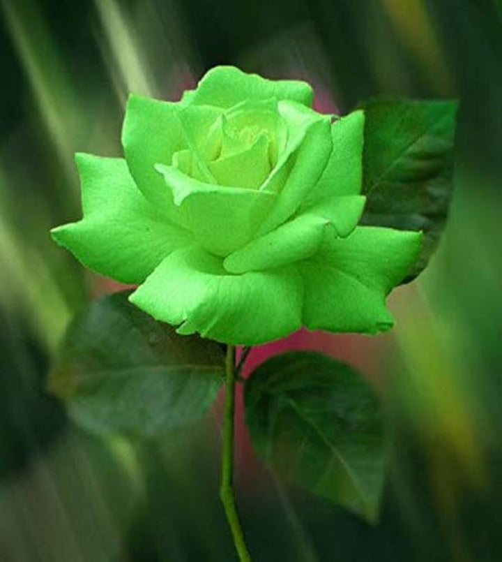 Green Rose Flower Seeds – Heirloom Non-GMO Seeds for Planting
