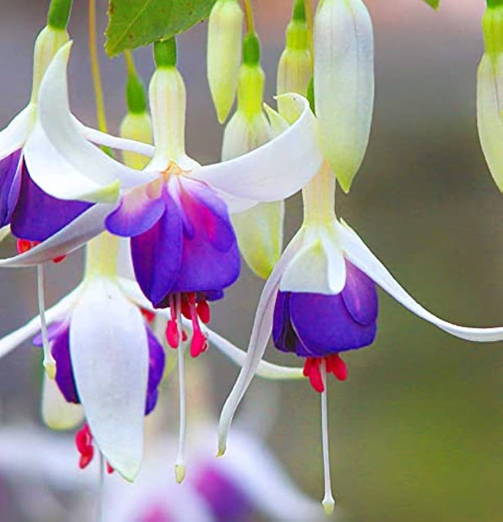 Heirloom Blue White Fuchsia Flower Seeds for Planting - Non-GMO, High Germination Organic Rare Blooming Garden Seeds