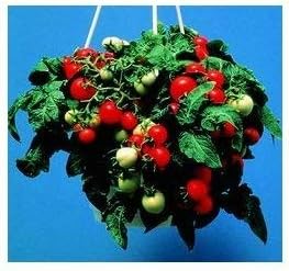 Vegetable Seeds, Seeds for Planting, Plant Seeds