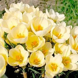 Flower Seeds, Seeds for Planting, Plant Seeds