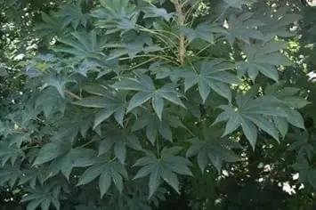 kalopanax septemlobus flower seeds