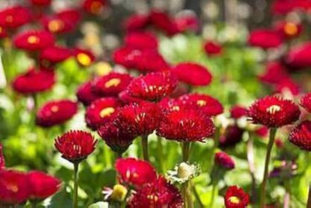 Red Bellis Flower Seeds for Planting - 100 pcs