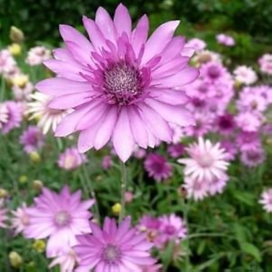 Lavender Xeranthemum Flower Seeds for Planting, 100 pcs