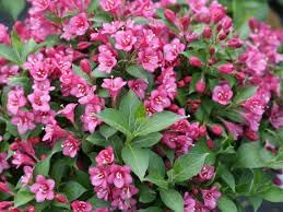 weigela florida flower seeds