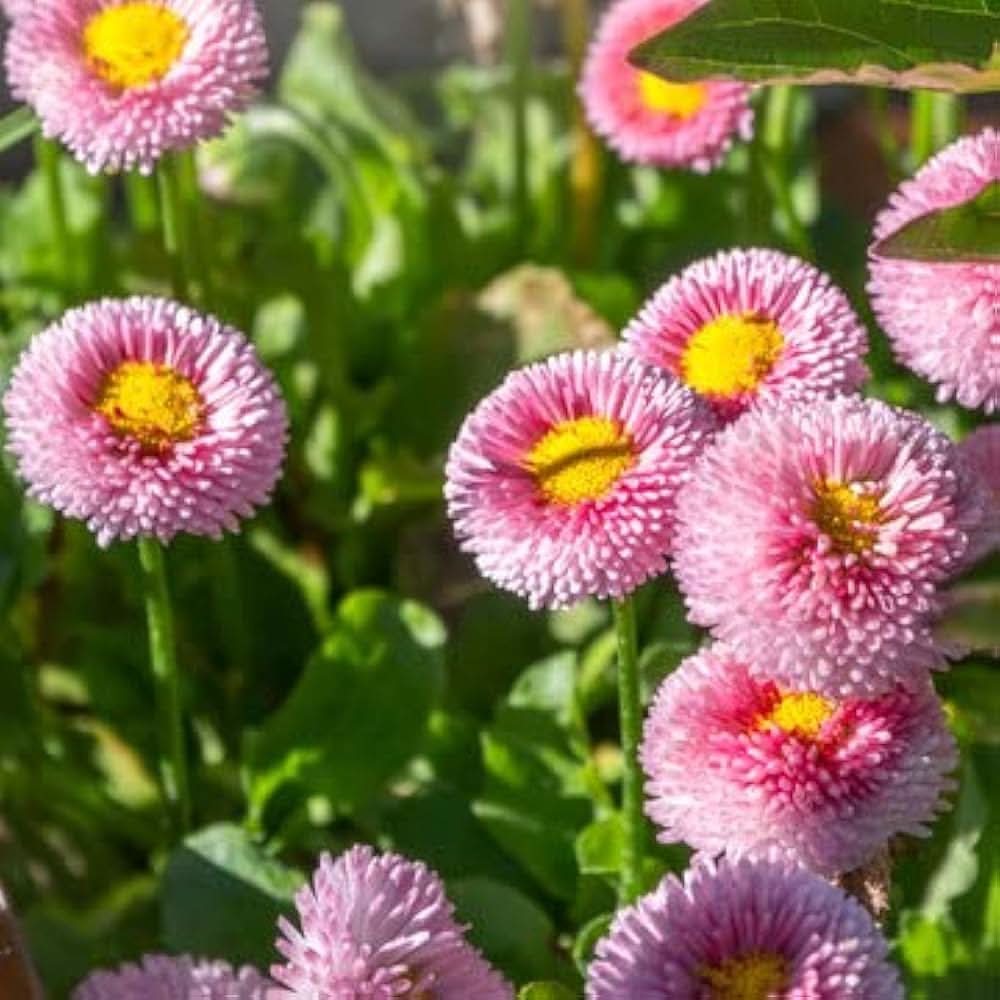 daisy bellis flower seeds