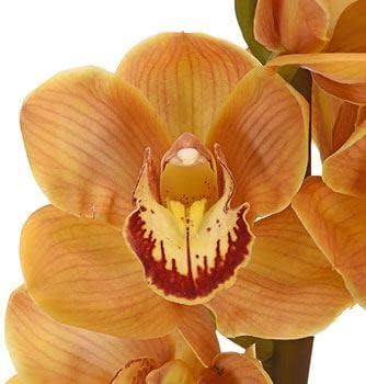 Flower Seeds, Seeds for Planting, Plant Seeds