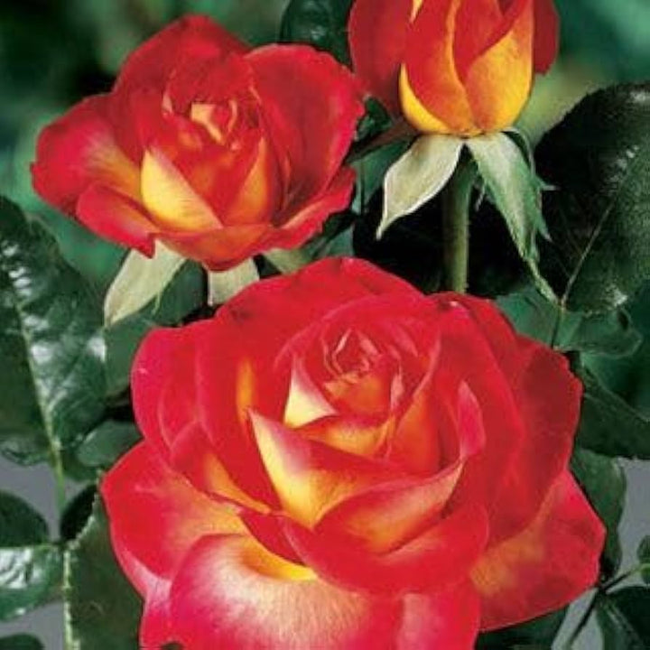 Rainbow Potted Rose Flower Seeds for Planting Red 100 pcs