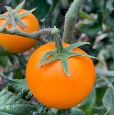 Yellow Cherry Tomato Seeds for Planting