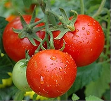 Tomato Vegetable Seeds for Planting