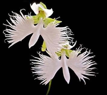 heirloom non flower seeds