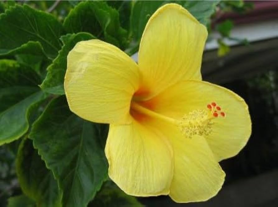 Light Yellow Hibiscus Flower Seeds 100 pcs