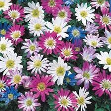 anemone blanda flower seeds