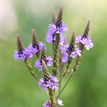 Flower Seeds, Seeds for Planting, Plant Seeds