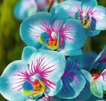 Flower Seeds, Seeds for Planting, Plant Seeds