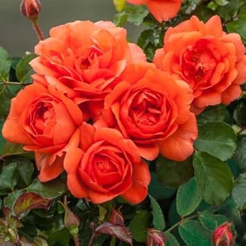 Organic Deep Orange Climbing Rose Flower Seeds for Planting – Heirloom ...