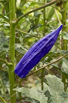 Okra Blue Variety Seeds for Planting – Heirloom, Non-GMO, High Germination Vegetable Garden Seeds