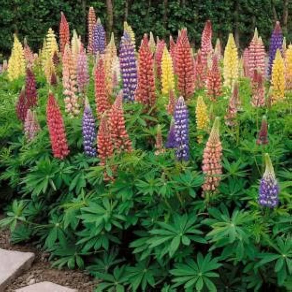 mixed lupine flower seeds