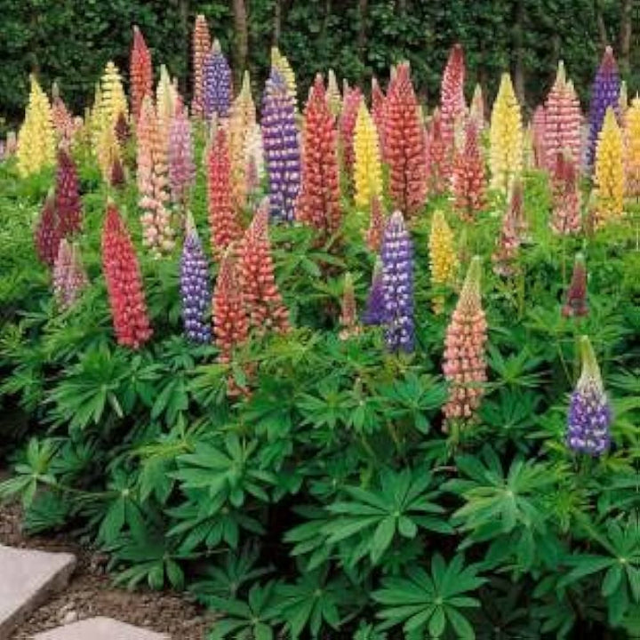 Mixed Lupine Lupinus Spp For Planting Flower Seeds for Home Garden Planting, Lush Organic Blooming